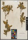 Foto von Salix serissima (L. H. Bailey) Fern.